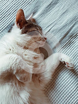 A white european cat with a brown mask on his face dancing on the bed, animal, pet photo